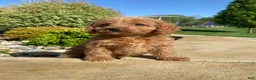 Cavapoo dogs for sale: Lucy - Ad 9