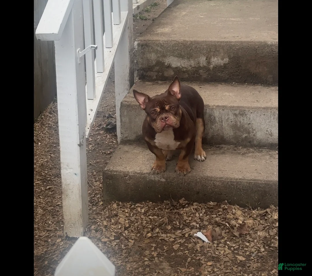 American Bully dogs for sale: Fendi - Ad 1