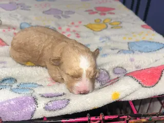 Shihpoo dogs Shihpoo Puppy 3 - Ad 19