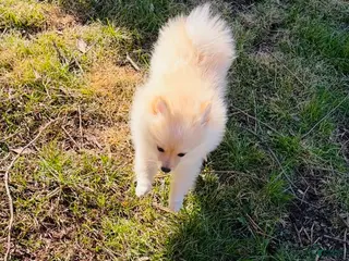 Pomeranian dogs Satin - Ad 5