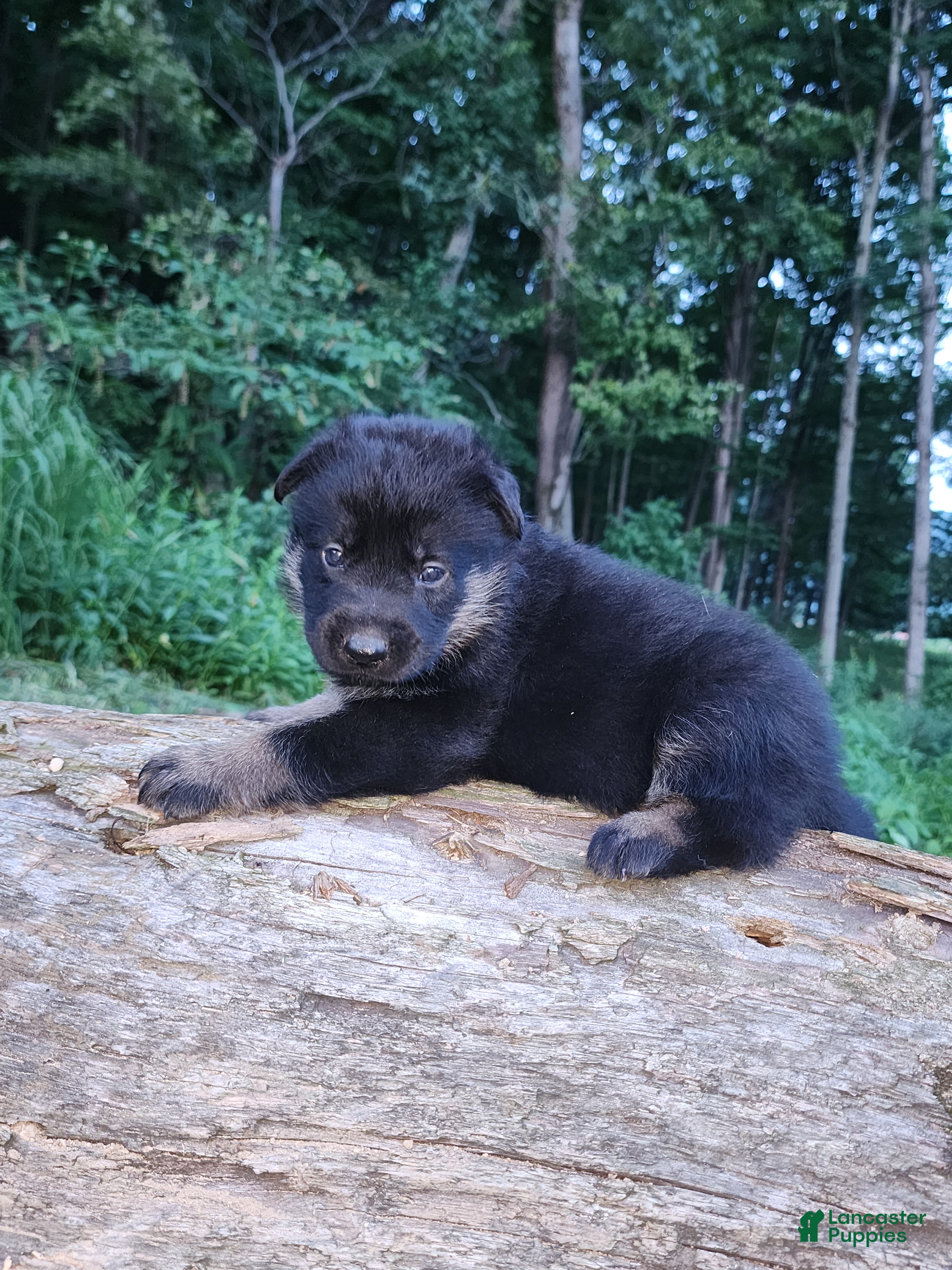 German Shepherd dogs German Shepherd 2 Tar - Ad 2