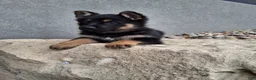 German Shepherd dogs for sale: Skye - Ad 2