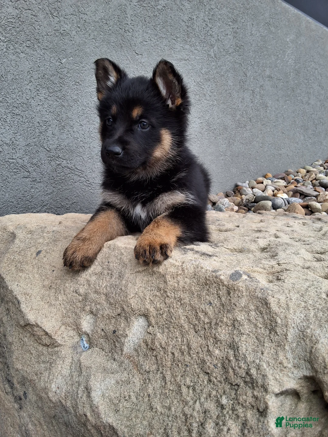 German Shepherd dogs for sale: Skye - Ad 2