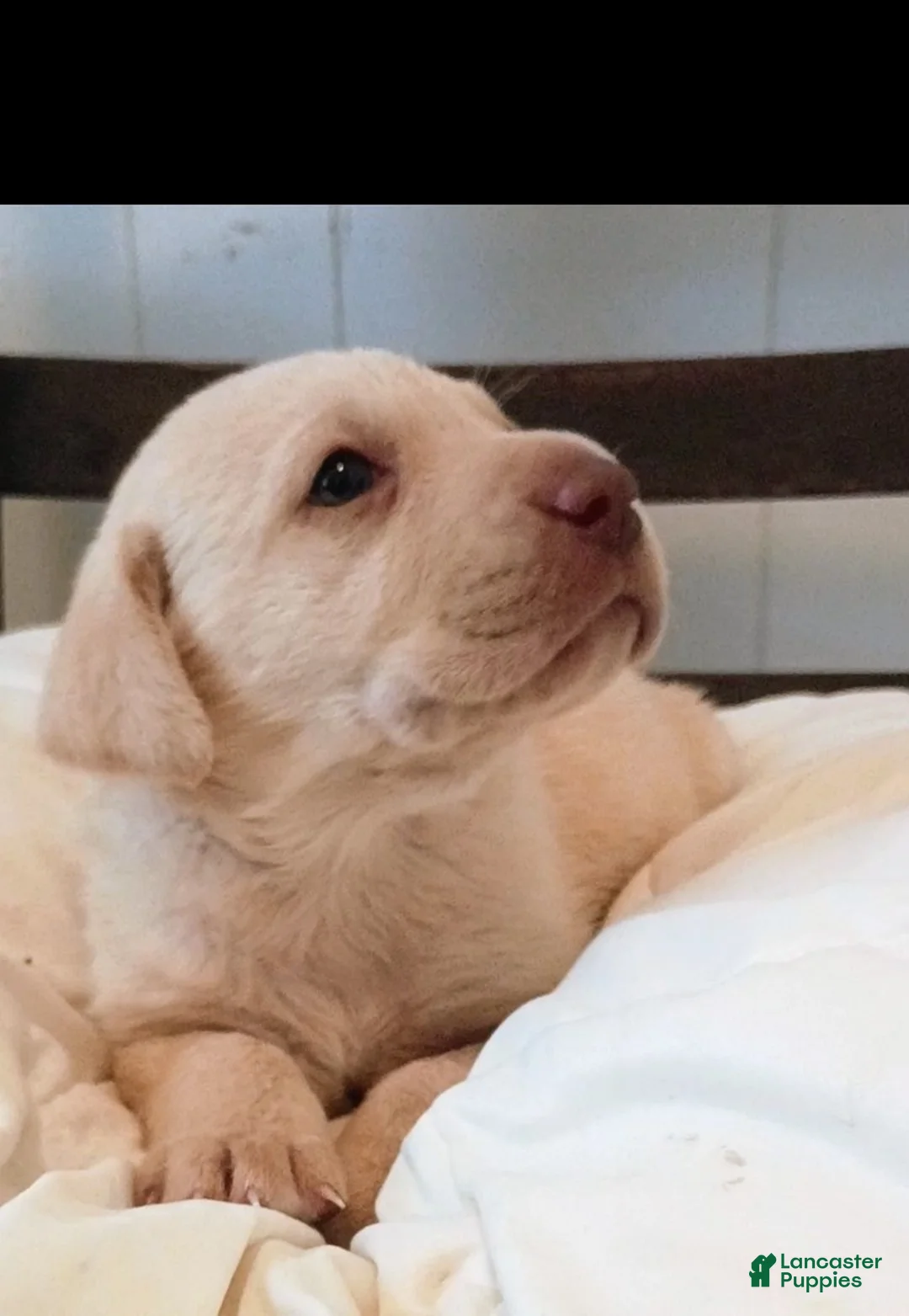 Labrador Retriever dogs for sale: Labrador Retriever Puppy 4 - Ad 2