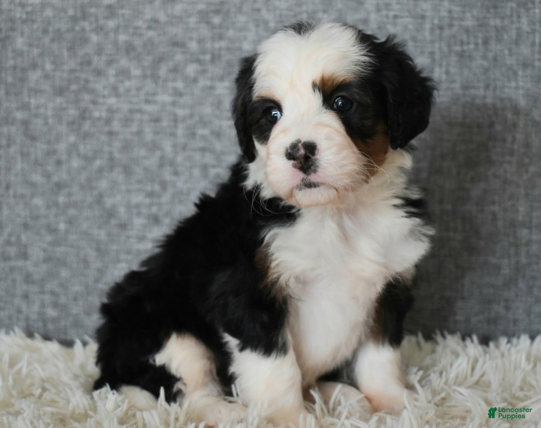 Mini Bernedoodle dogs for sale: Mindy - Ad 3