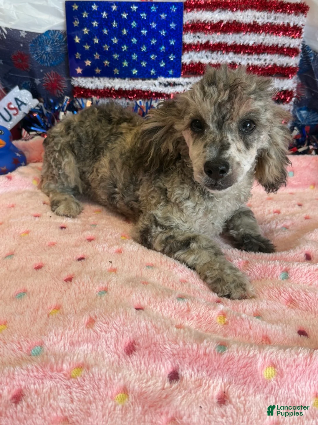 Toy Poodle dogs for sale: Puzzle - Ad 3