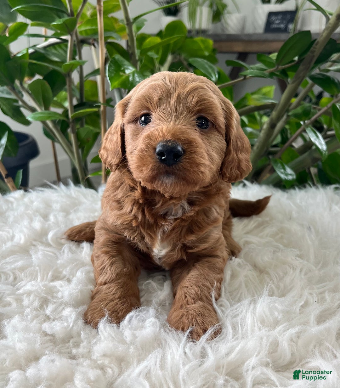 Goldendoodle dogs for sale: Pluto - Ad 4
