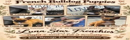 French Bulldog dogs for sale: Frank - Ad 4