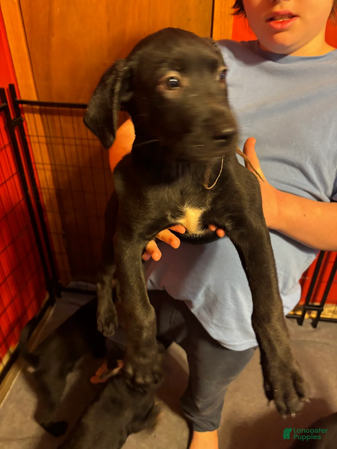 Goldador dogs for sale: Daisy - Ad 1