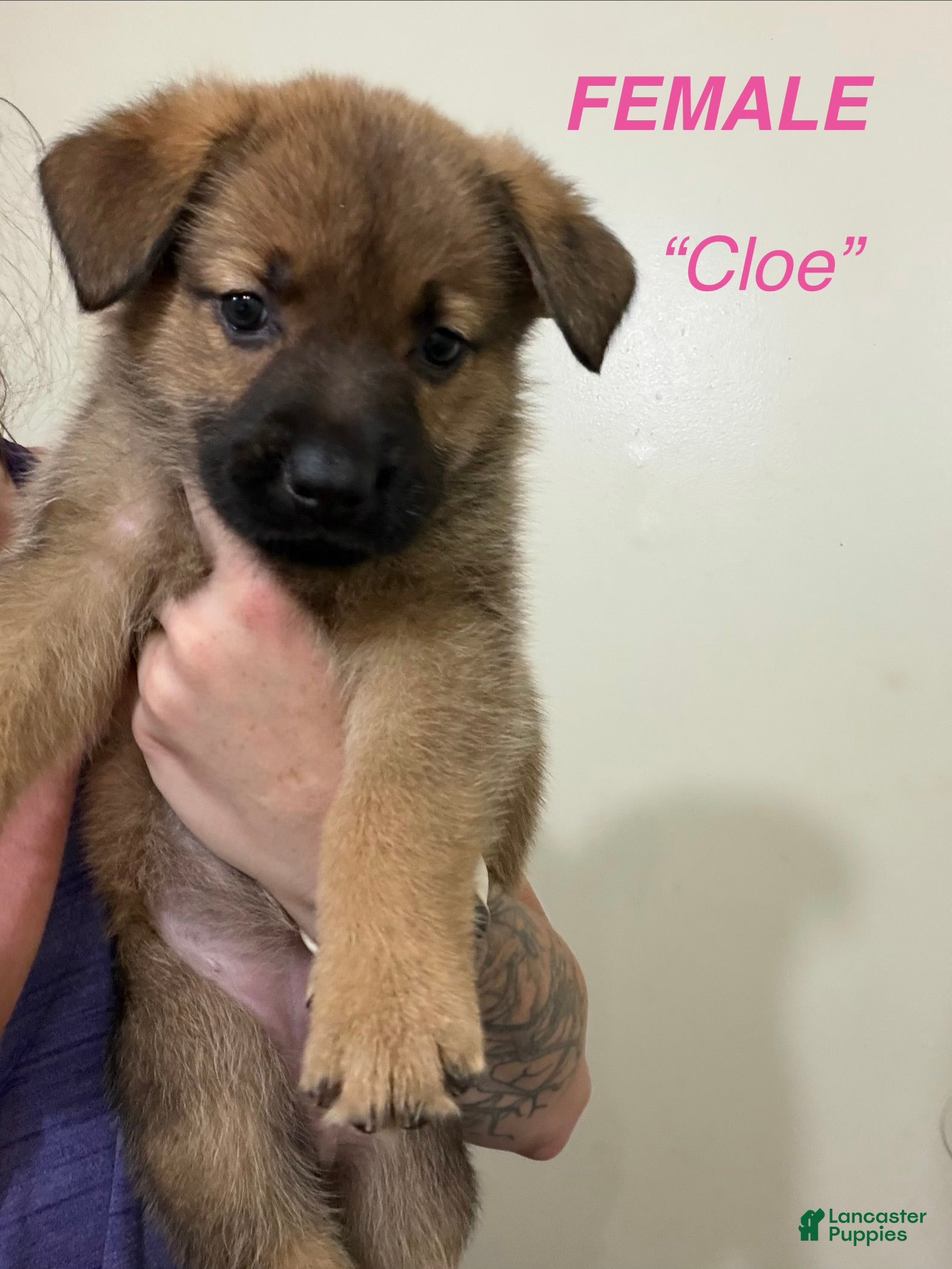 Gerberian Shepsky dogs Cloe - Ad 17