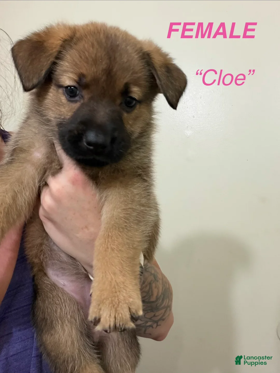 Gerberian Shepsky dogs for sale: Cloe - Ad 1