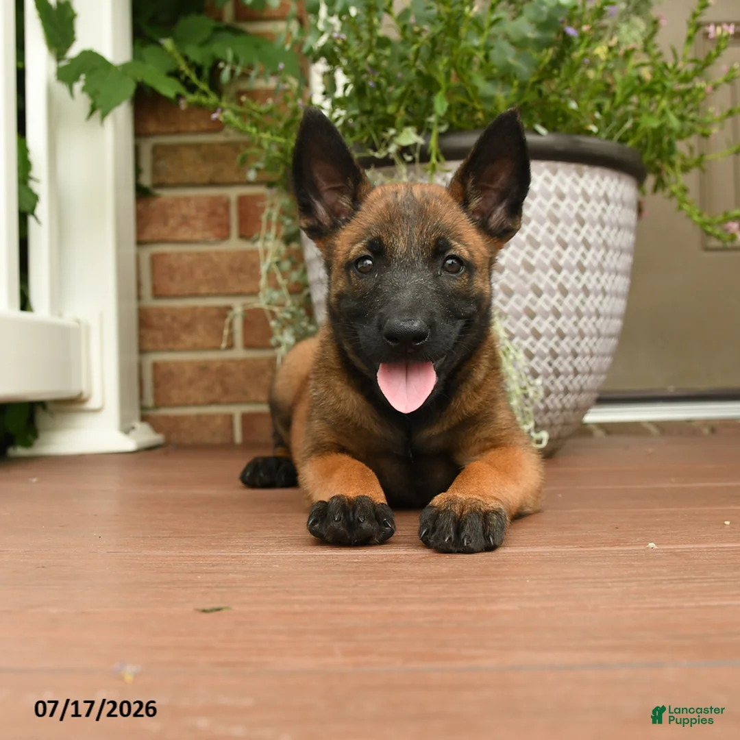 Belgian Malinois dogs for sale: Raya - Ad 2