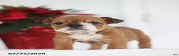 English Bulldog dogs for sale: Ruthee - Ad 3