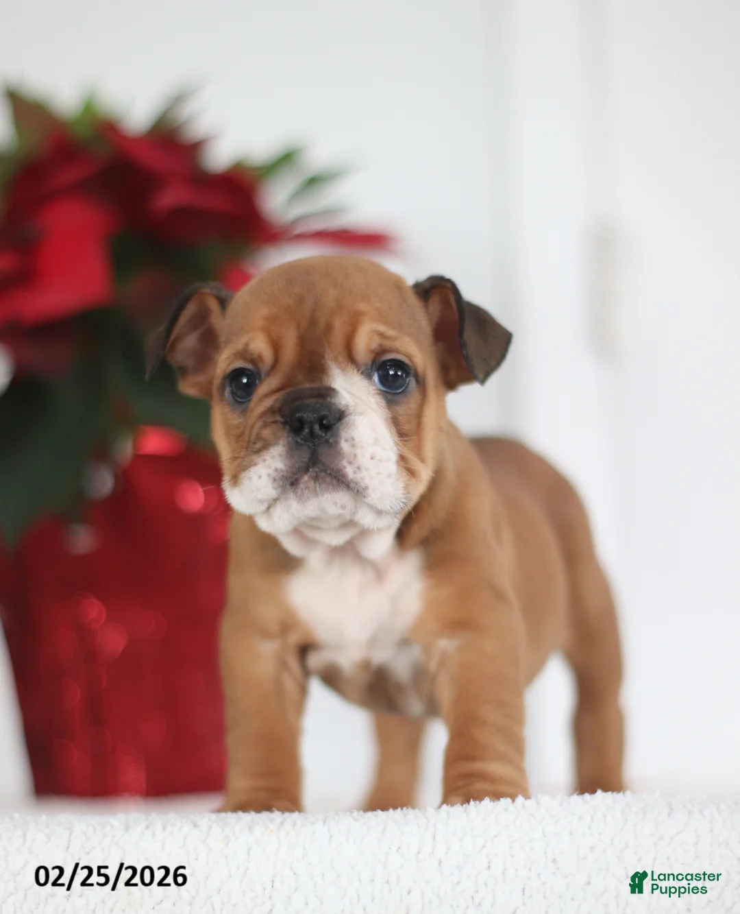 English Bulldog dogs for sale: Ruthee - Ad 3