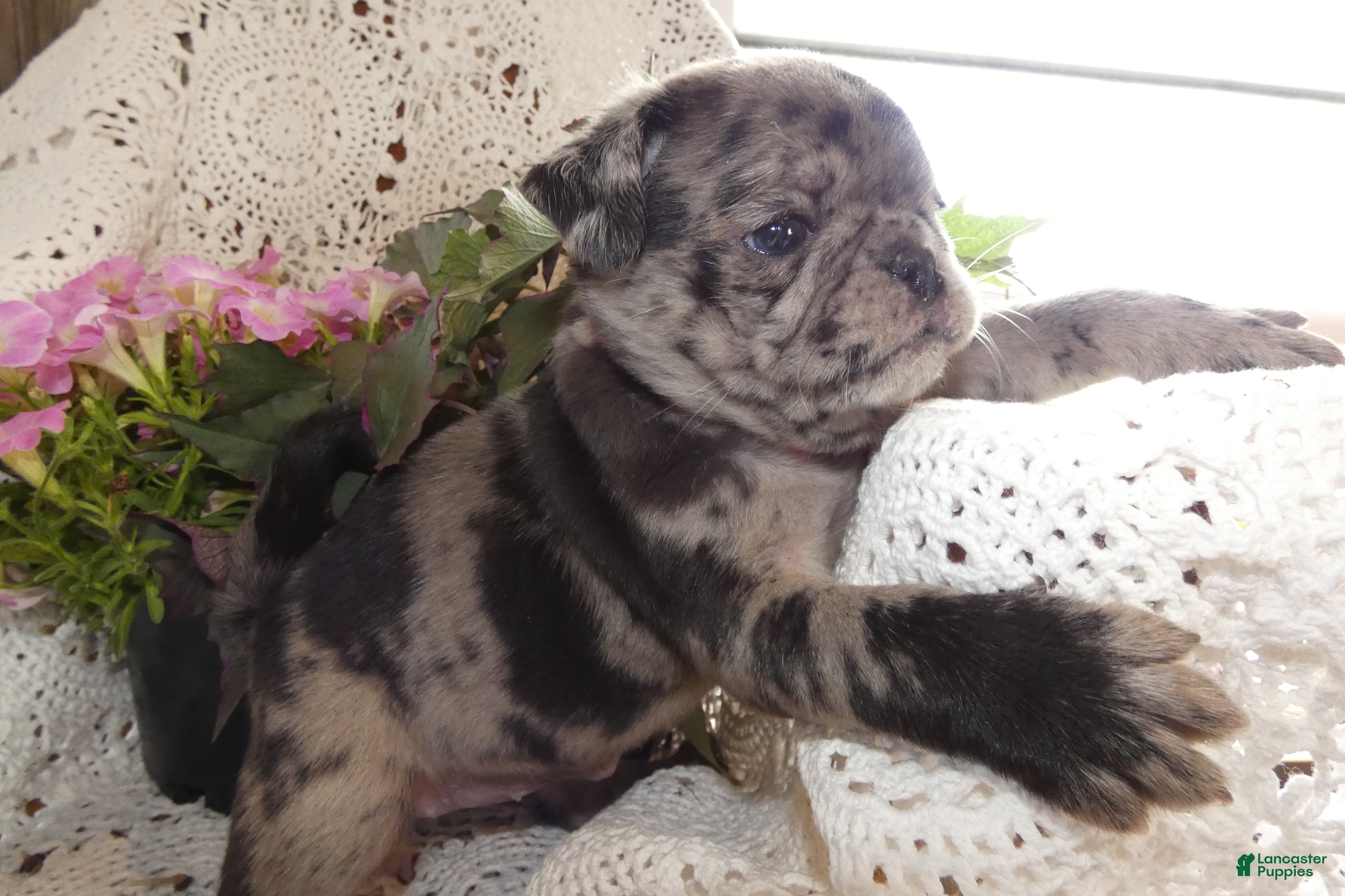 Pug dogs Pug 6 Beauty - Ad 40