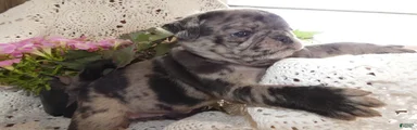 Pug 6 Beauty
