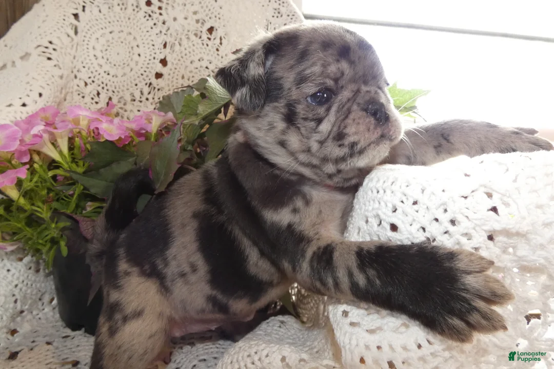 Pug dogs for sale: Pug 6 Beauty - Ad 1