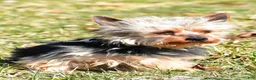 Yorkshire Terrier dogs for sale: Trevor - Ad 7