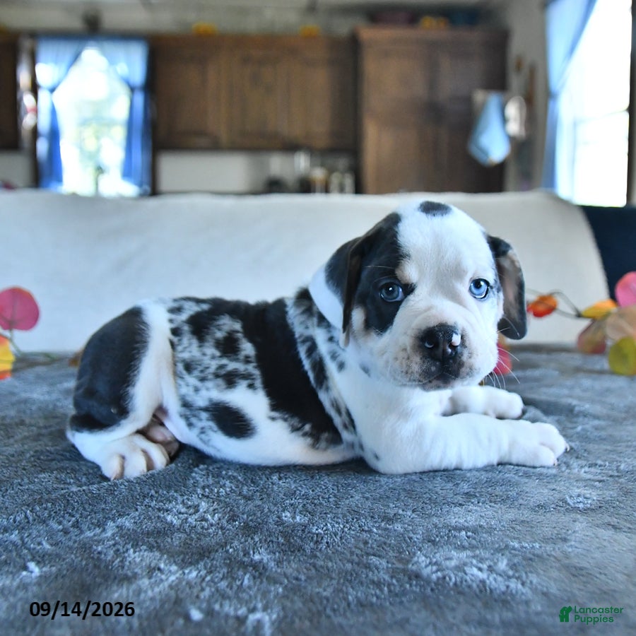 Beabull dogs Valentine - Ad 2