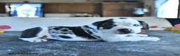 Beabull dogs for sale: Valentine - Ad 2