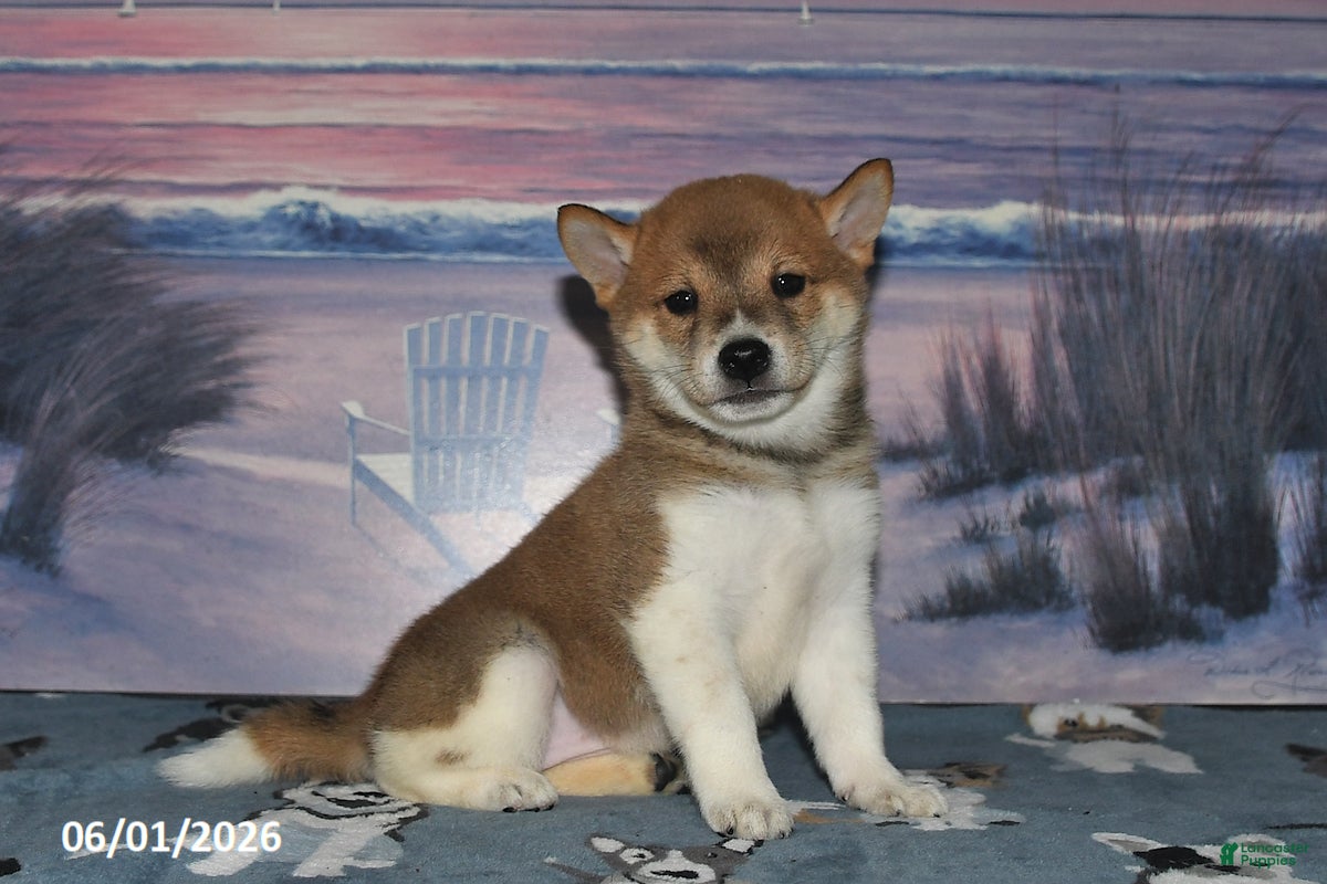 Shiba Inu dogs Lela - Ad 1