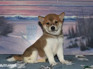 Shiba Inu dogs for sale: Lela - Ad 2