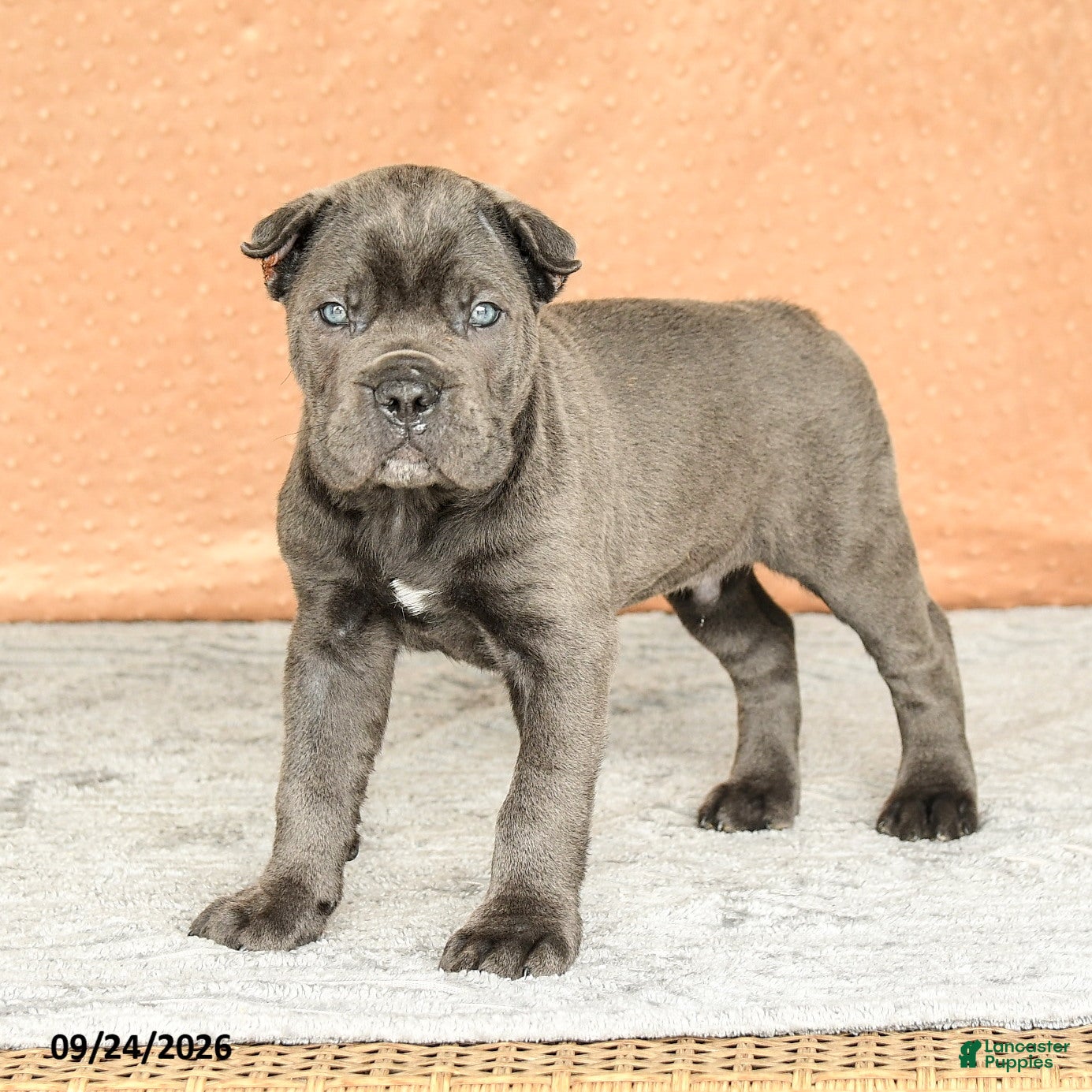 Rocco