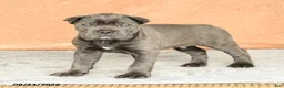 Cane Corso dogs for sale: Rocco - Ad 1