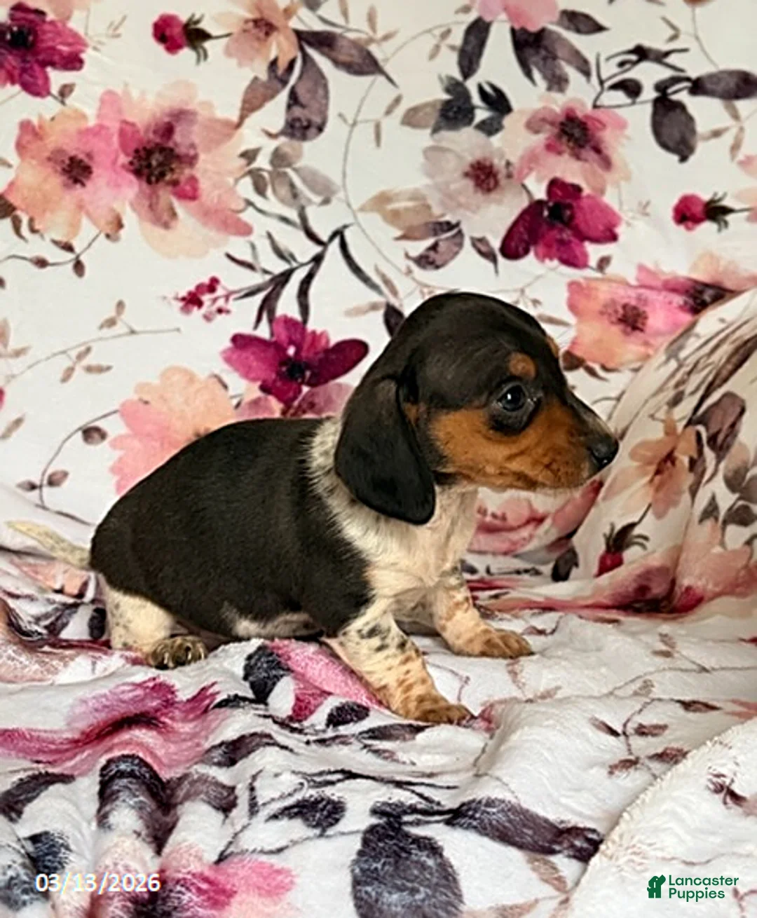 Miniature Dachshund dogs for sale: Julia - Ad 8