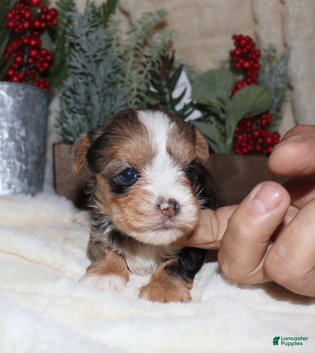 Yorkshire Terrier dogs for sale: Ella - blue merle - Ad 11