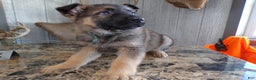 German Shepherd dogs for sale: German Shepherd Puppy 4 Bear - Ad 3