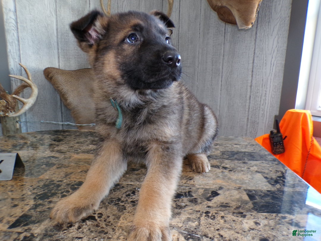 German Shepherd dogs for sale: German Shepherd Puppy 4 Bear - Ad 3