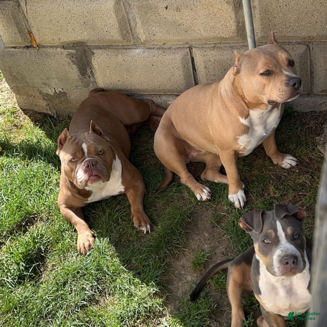 Gallery Image {{count}}