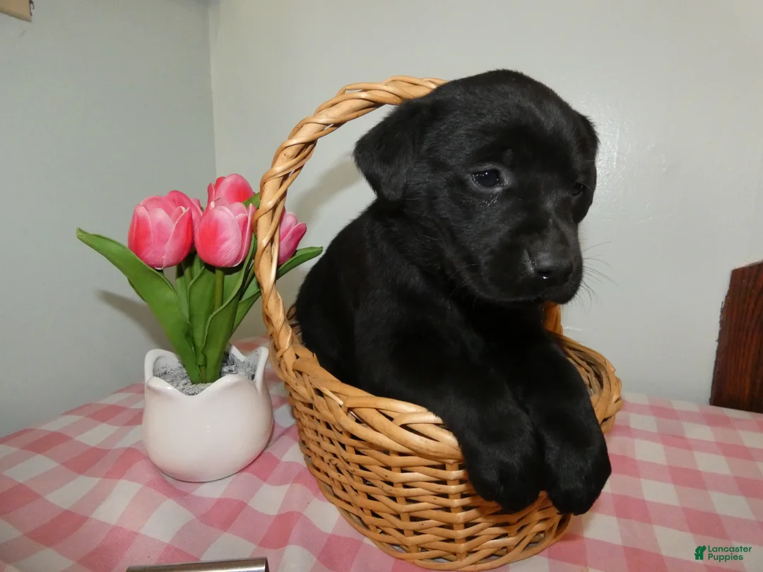 Labrador Retriever dogs for sale: Labrador Retriever Puppy 3 Coco - Ad 2