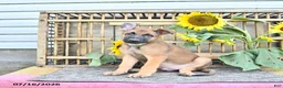 Mixed Breed dogs for sale: Atlas - Ad 2