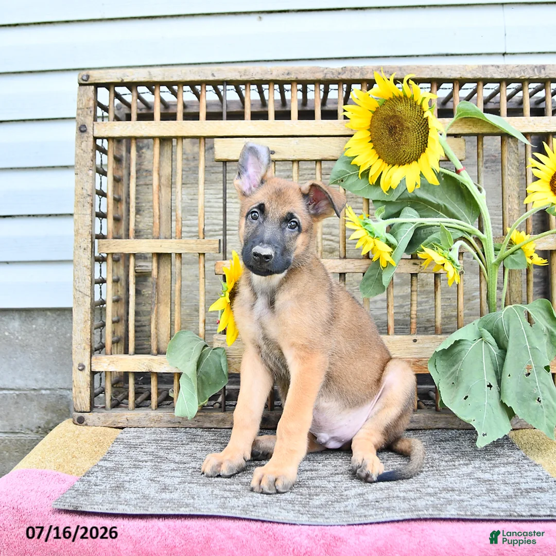 Mixed Breed dogs for sale: Atlas - Ad 2