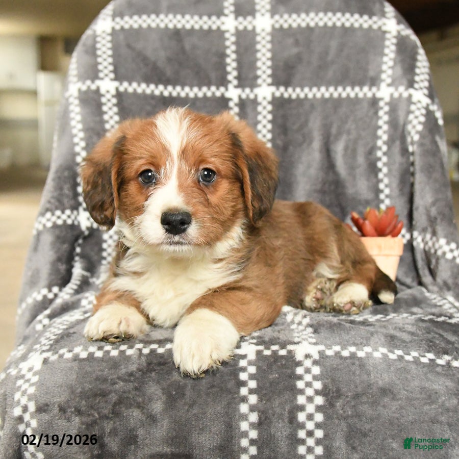 Mixed Breed dogs Prince   - Ad 1