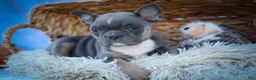 Frenchton dogs for sale: Poppy  - Ad 12
