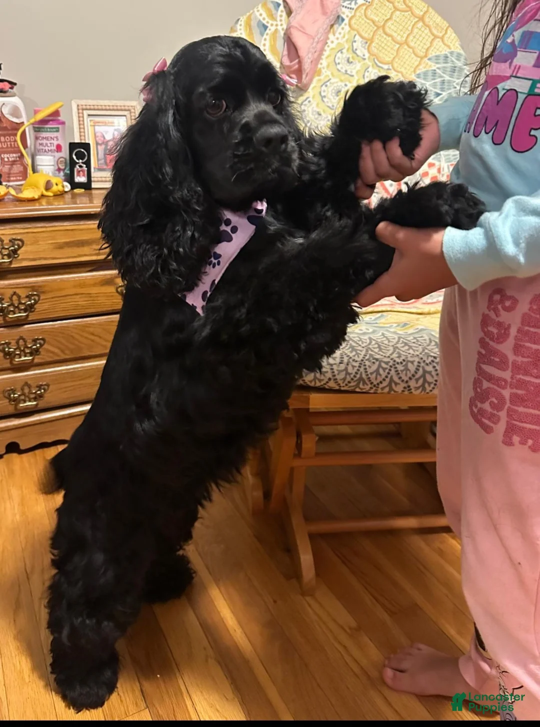 Cocker Spaniel dogs for sale: Cocker Spaniel Puppy 1 - Ad 3