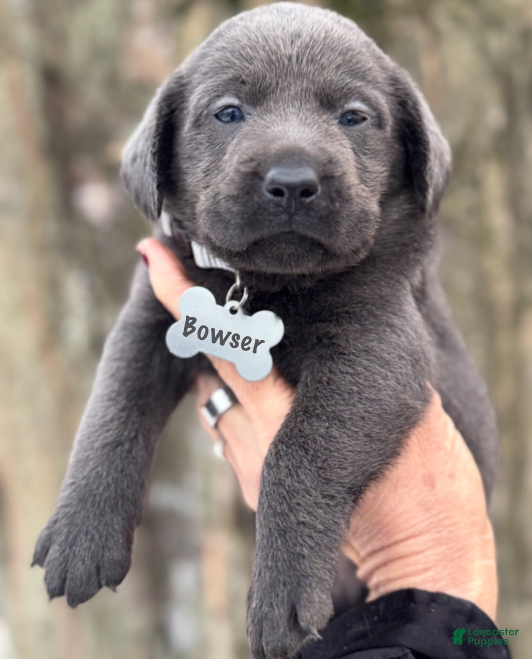 Labrador Retriever dogs for sale: Labrador Retriever Puppy 1 - Ad 10