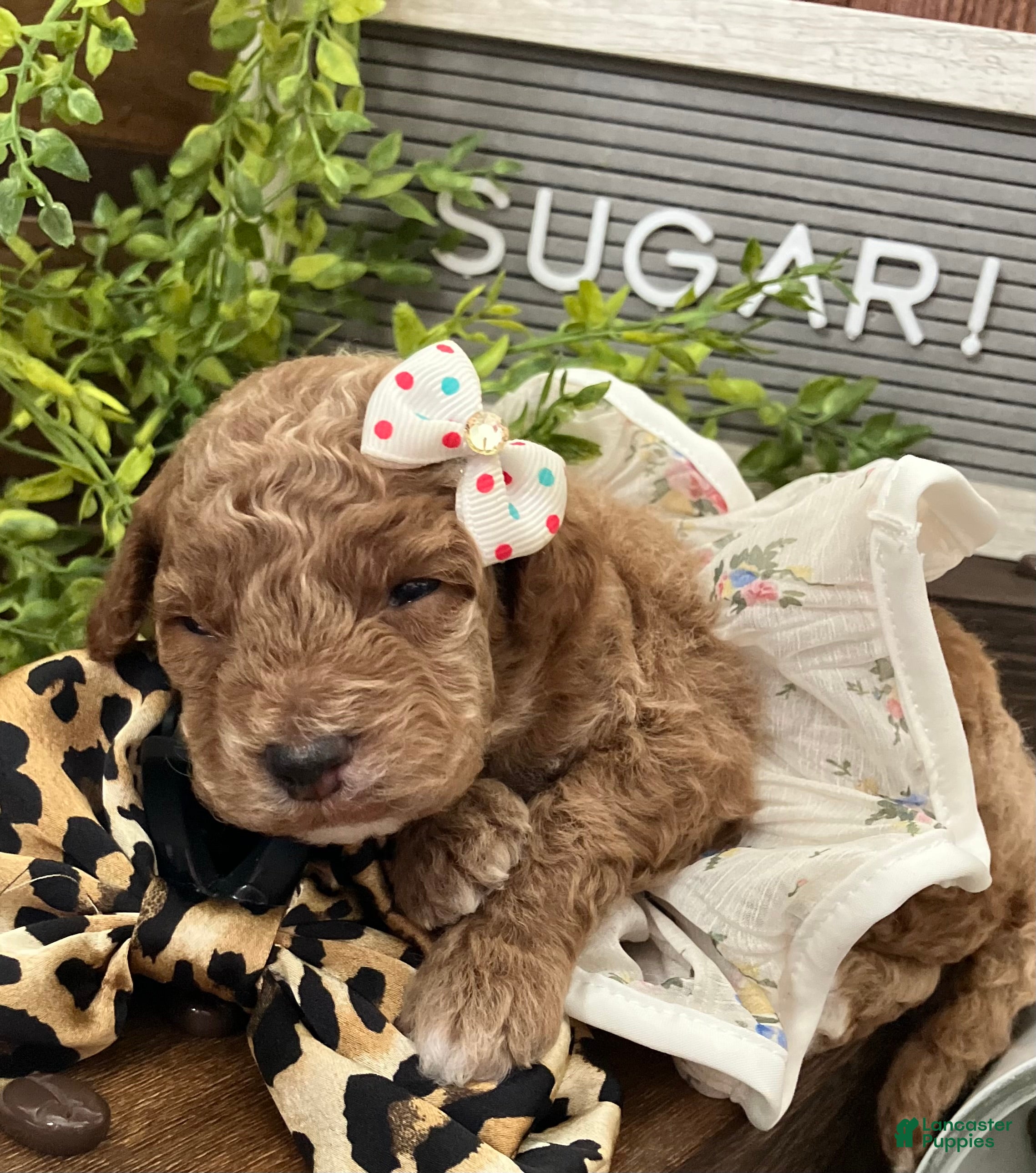 Miniature Poodle dogs Sugar - Ad 2