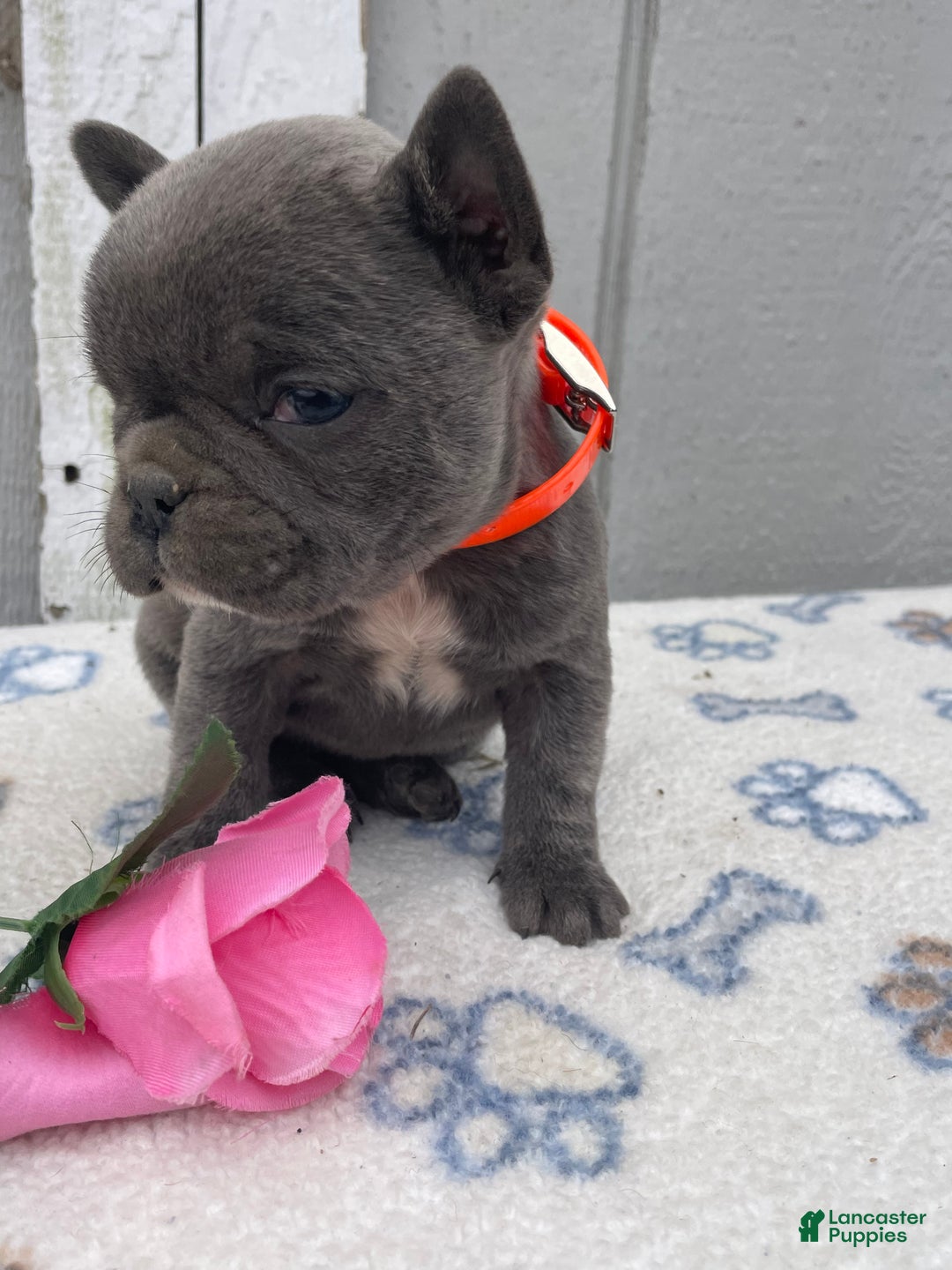 French Bulldog dogs for sale: Fiona - Ad 2