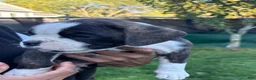 Boxer dogs for sale: Berlín  - Ad 21