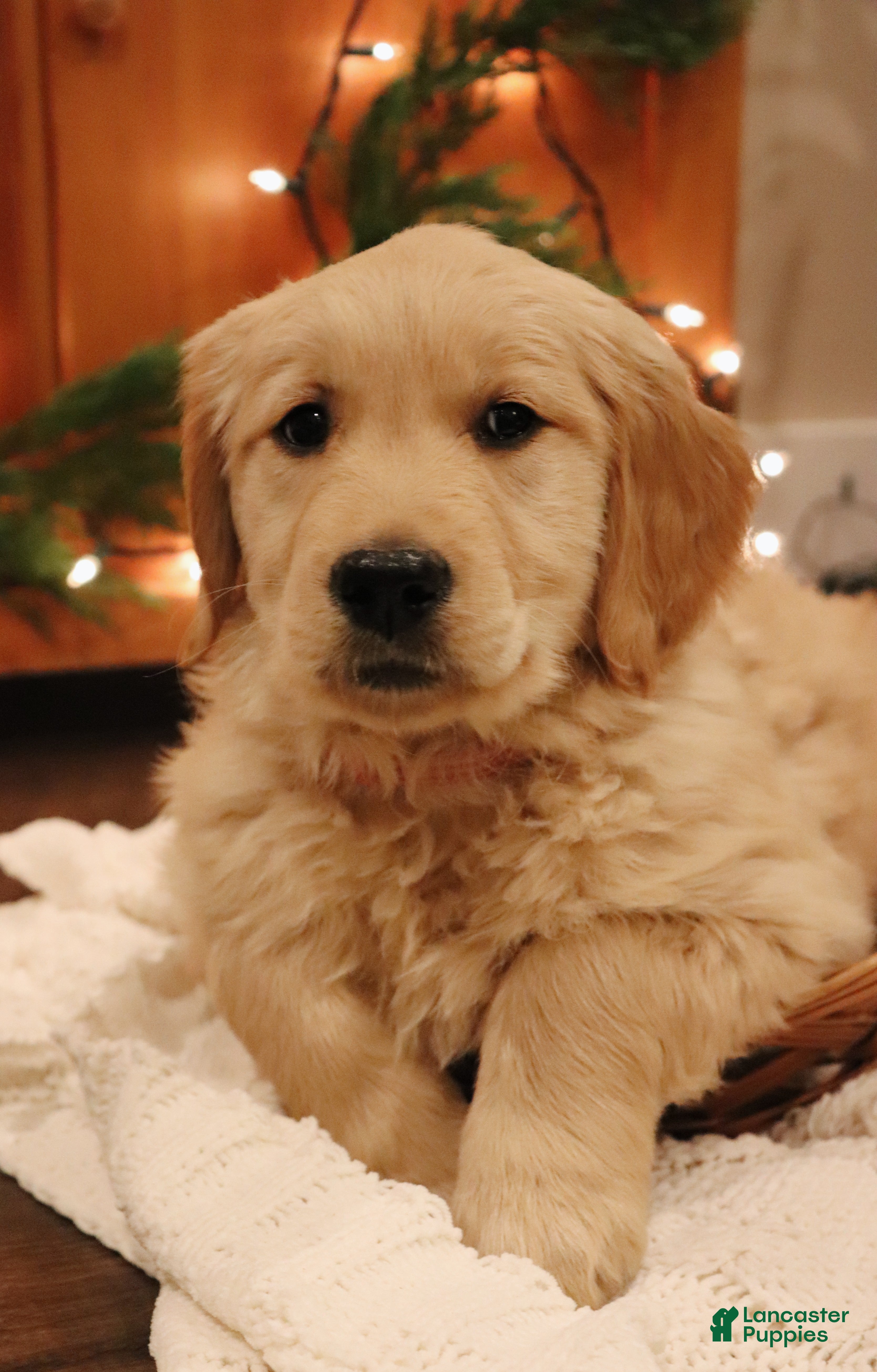Golden Retriever dogs Claire - Ad 38
