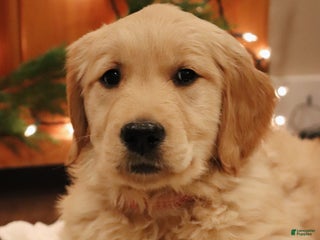 Golden Retriever dogs Claire - Ad 41