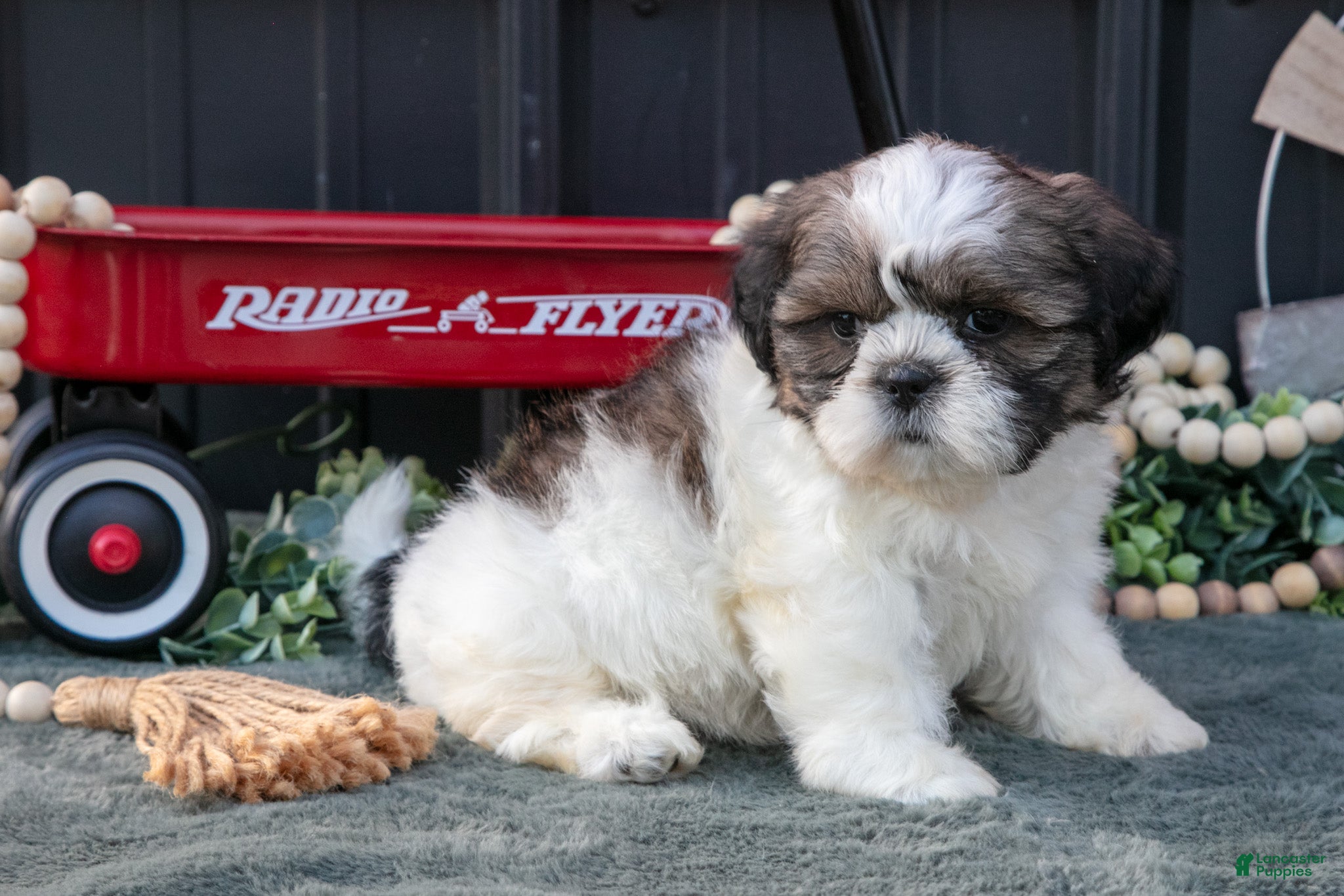 Shih Tzu dogs Mallory - Ad 1