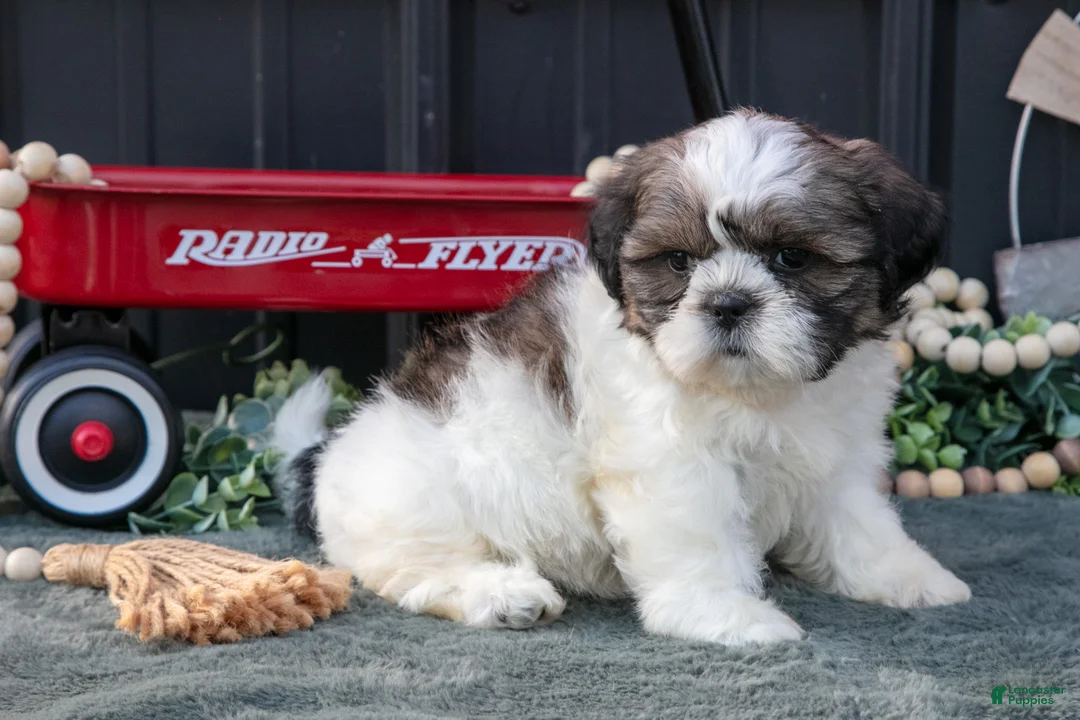Shih Tzu dogs for sale: Mallory - Ad 1
