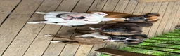 Boxer dogs for sale: Boxer 2 - Ad 4