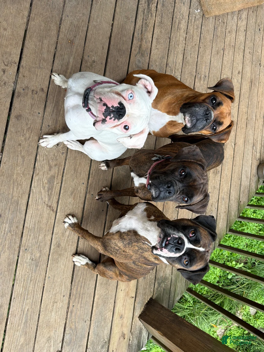 Boxer dogs for sale: Boxer 2 - Ad 4