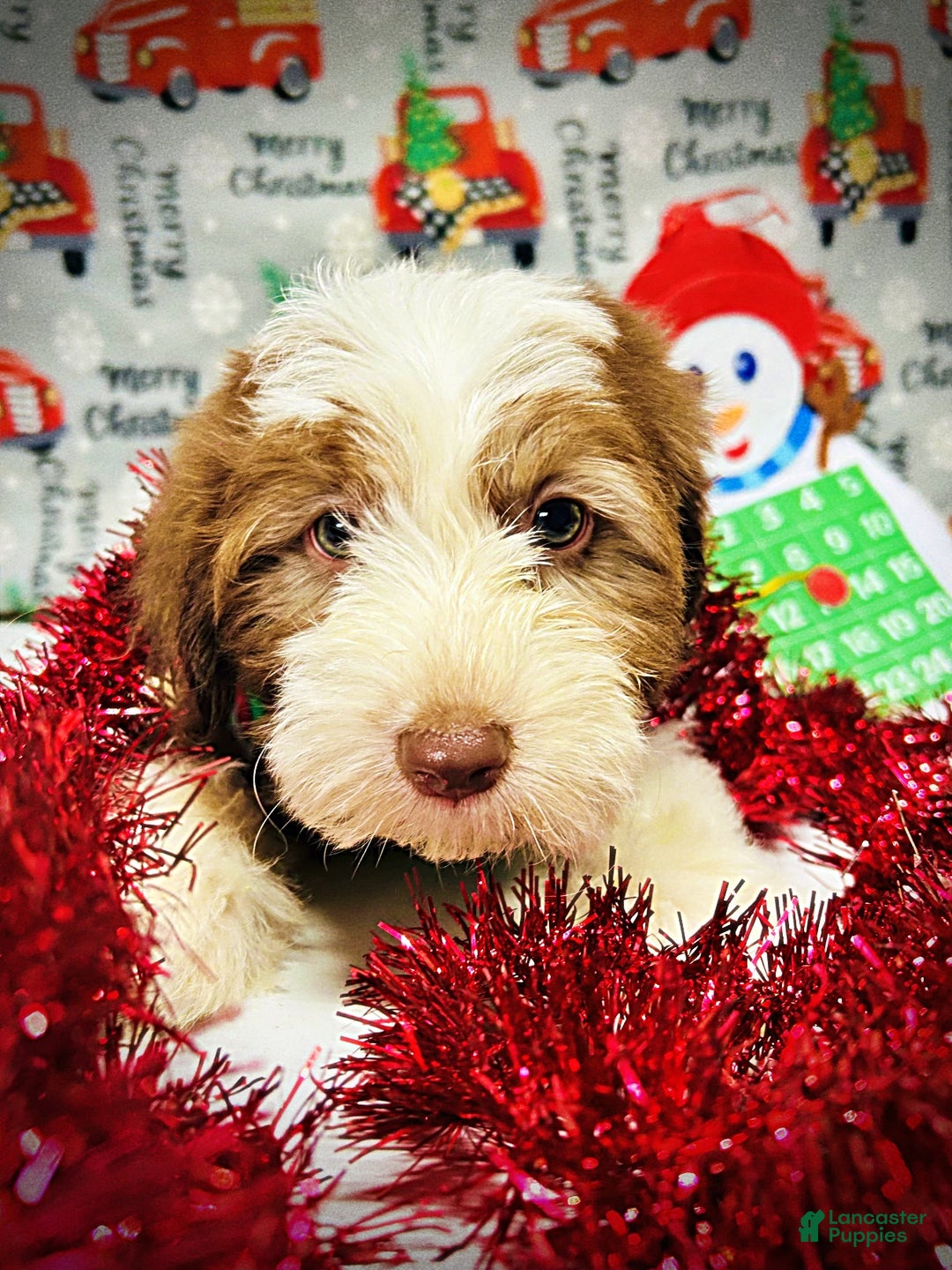 Havapoo dogs for sale: Valentino - Ad 3